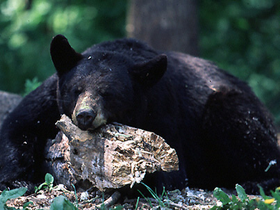 bear_hibernating_lg
